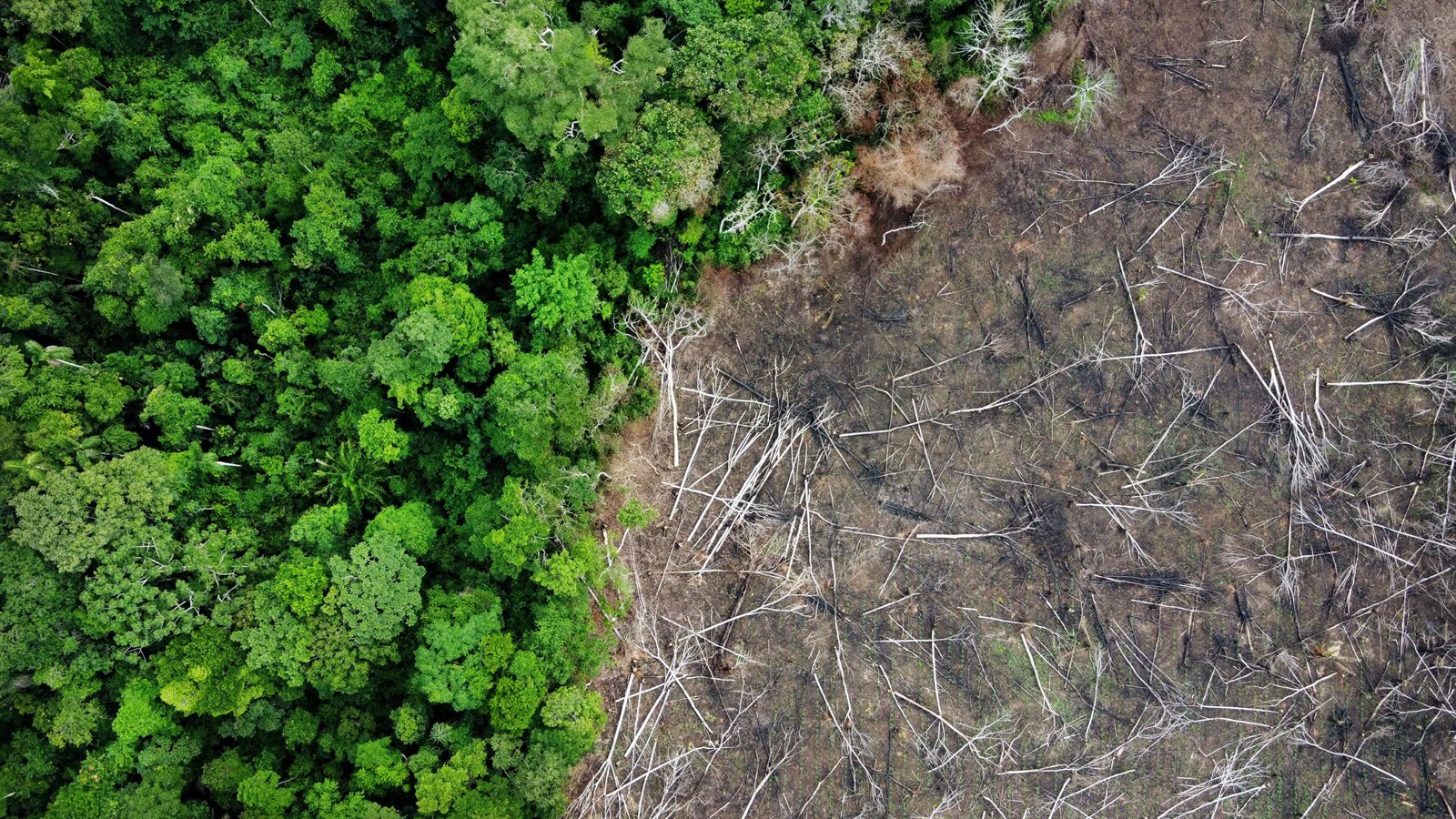 Ontbossing Brazilië.jpg