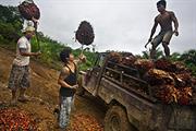 sustainable palm oil