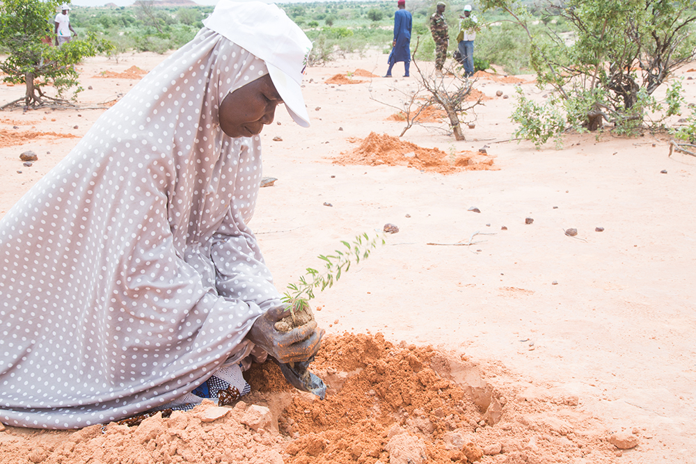 Activisten planten bomen op een kale vlakte