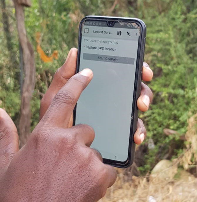 Kenia-app tegen sprinkhanenplaag