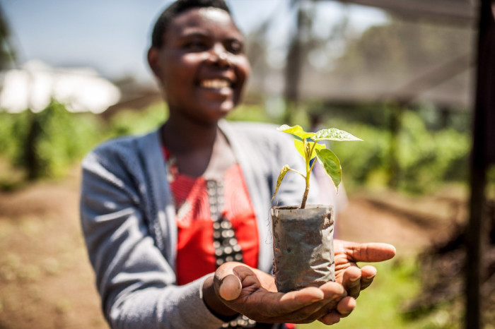 Flonira Mukamana holds a tree tomato seedling at the COPAPF cooperative tree tomato nursery in Kinigi sector, Musanze District, Northern Rwanda.