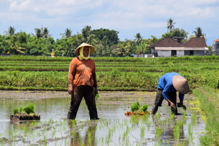 Open Source: Image 1: Rice farmers in Indonesia