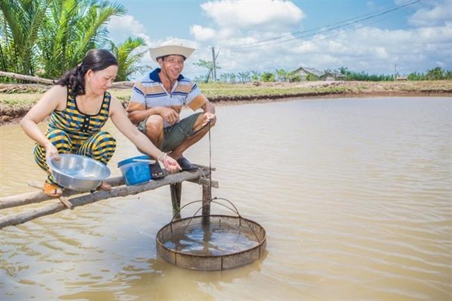 Shrimp farmer in Vietnam