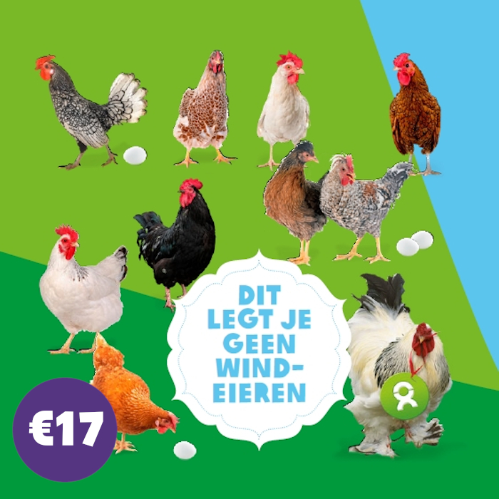 bedrijvenfolder kippen.jpg