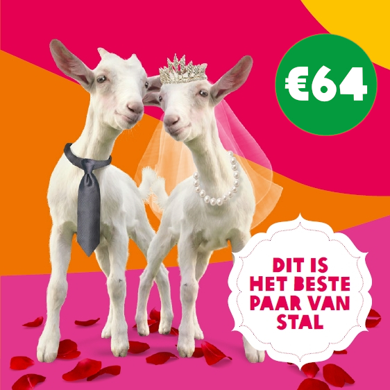 Bedrijvenfolder-geitenpaar.jpg
