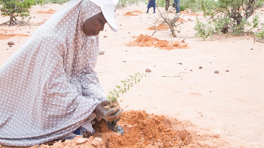 Activisten planten bomen op een kale vlakte