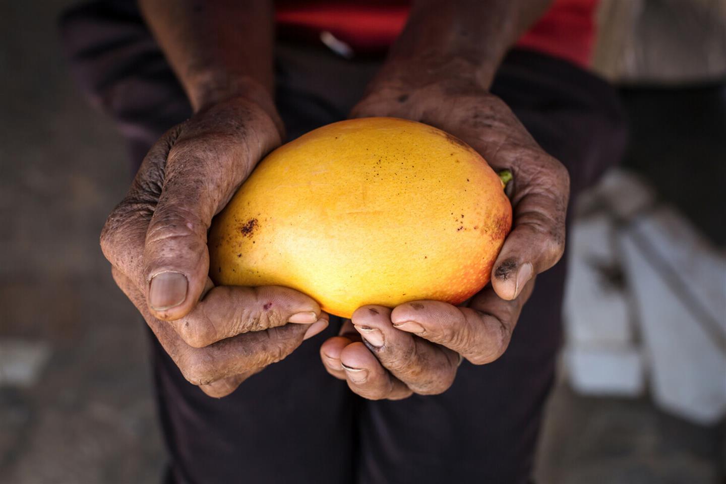 Een mango in de handen van Braziliaanse arbeider Carlos