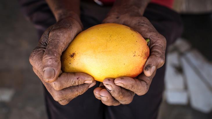 Een man houdt een mango vast