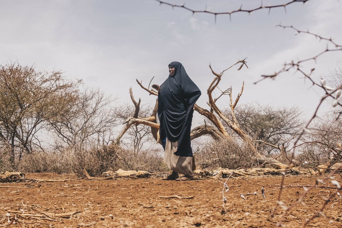 Droogte-Diyaara tussen de karkassen van haar vee in Kenia