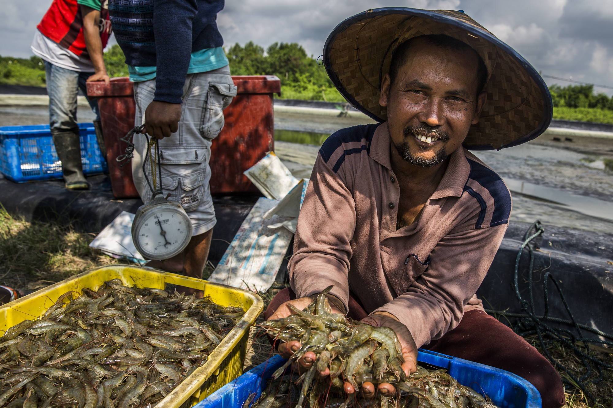 garnalenkweker in Indonesie