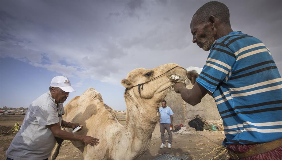 Ismaels kameel wordt geïnjecteerd 