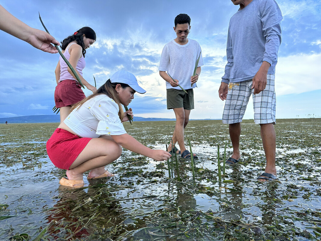 Marinel and friends plant mangrove seedlings.jpg