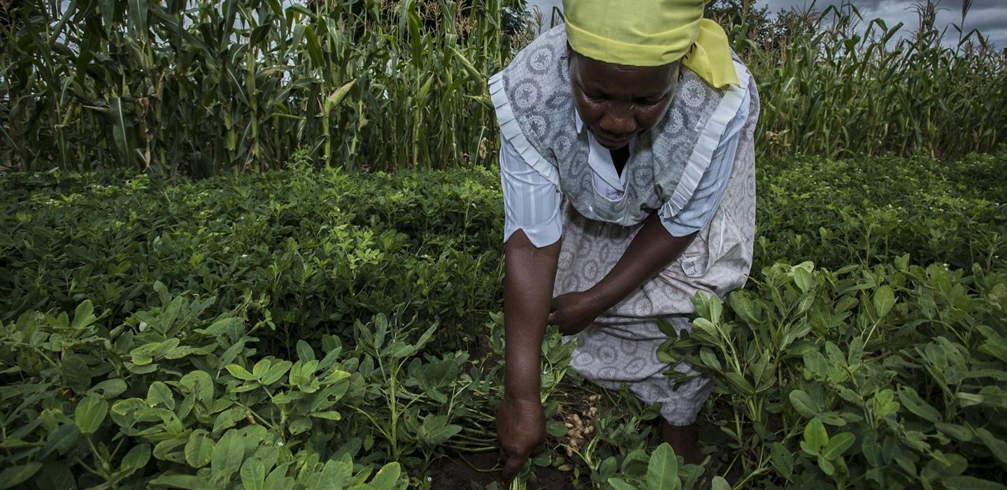 Boerin Marjory worstelt met extreem weer door klimaatverandering