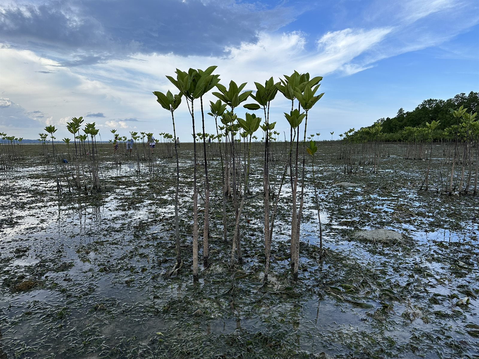 Oxfam InuruID 360957 Mangrove in Matarinao.jpg