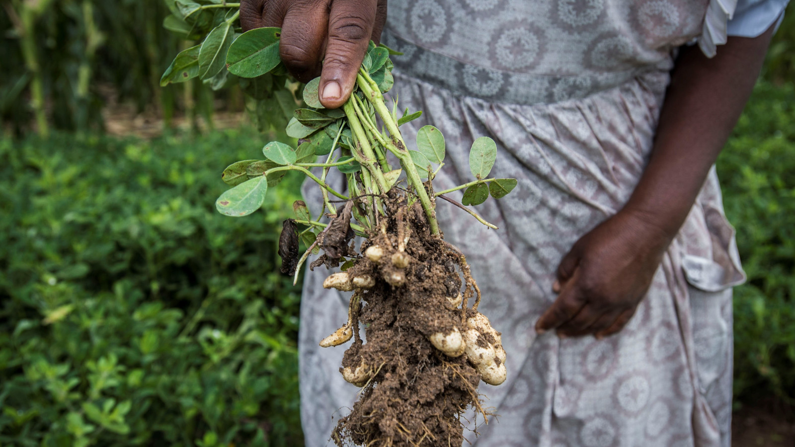 Oxfam-Novib-Zimbabwe-voedselzekerheid-klimaatverandering-zaden-14576SachadeBoerOxfamNovib