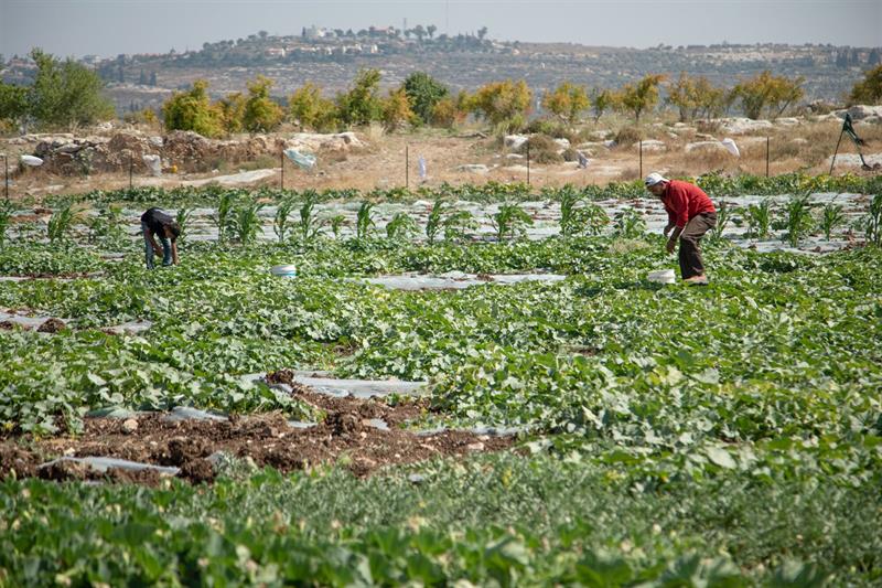 Palestijnse boeren Westelijke Jordaanoever.jpg