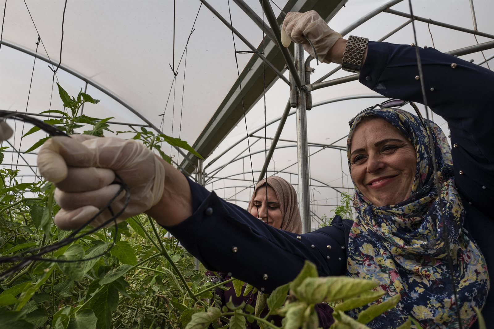 Vrouwelijke boeren in Palestina