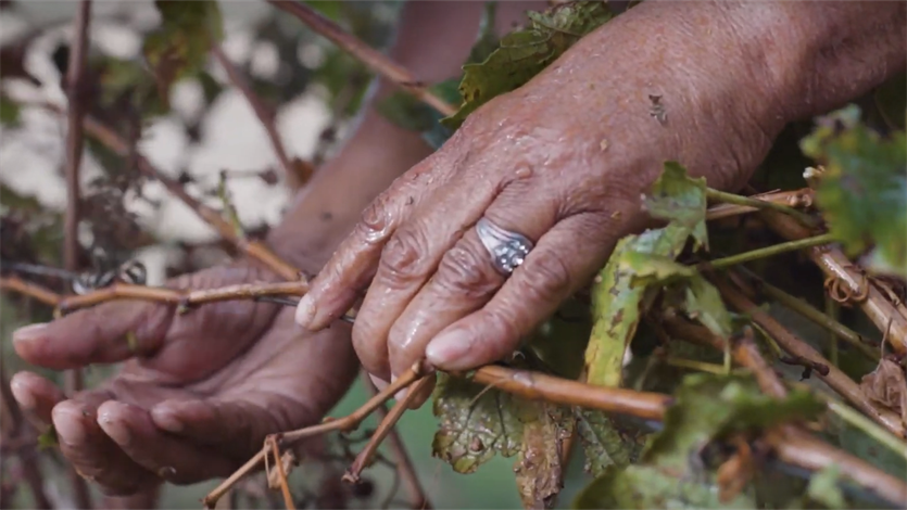 Veel werknemers krijgen geen handschoenen en beschermende kleding tegen de pesticides. Langdurig contact met bestrijdingsmiddelen brengt allerlei gezondheidsrisico's met zich mee.