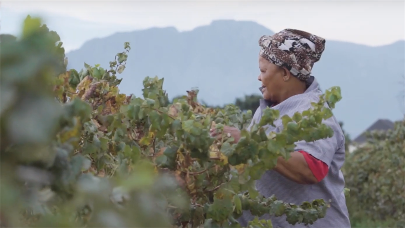 In Zuid-Afrika worden ten minste 67 geïmporteerde pesticides gebruikt, die in de EU verboden zijn. Bijvoorbeeld voor de druiventeelt, waarmee wijn wordt gemaakt die ook in Nederland wordt gedronken.