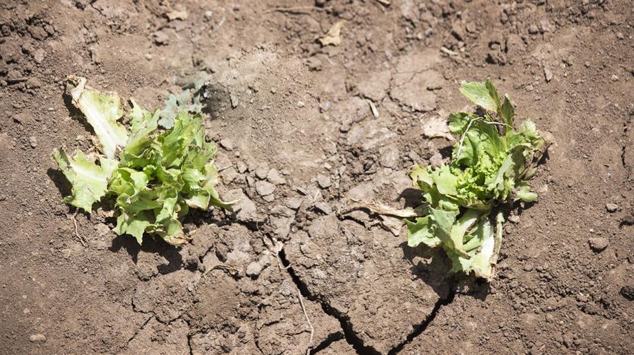 Verdorde sla op een droge grond