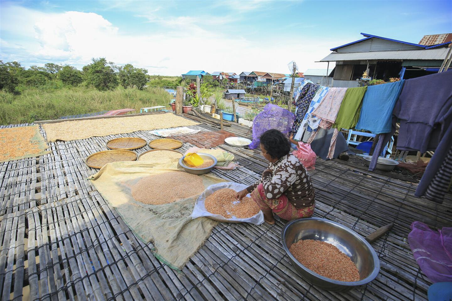 Een Cambodjaanse vrouw maakt garnalen klaar voor het droogproces