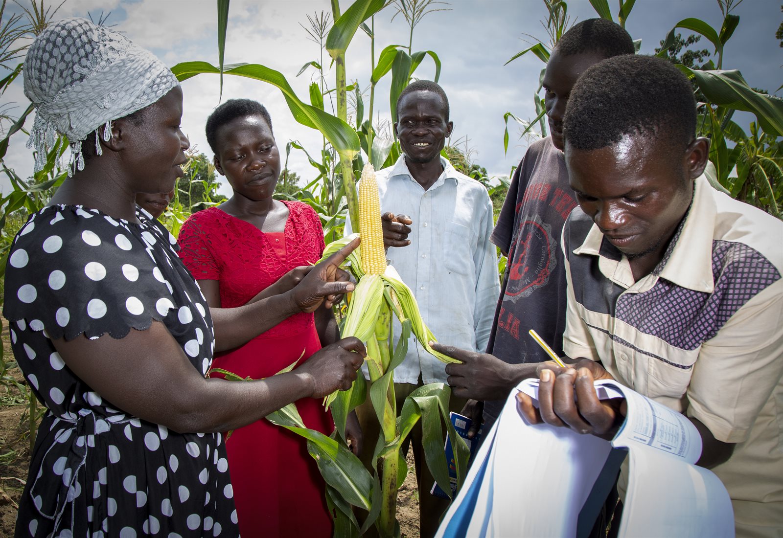 Veldscholen - Members of Acilakide FFS in Amuria district participatin in participatory variety enhancement of local maize varie.jpg