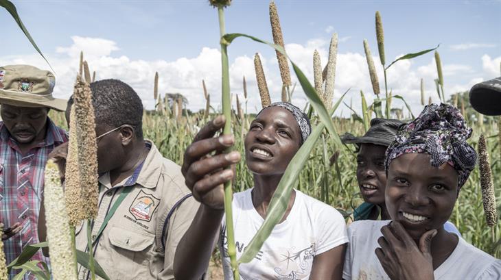 Women from nearby villages working in test plots where, in cooperation with CTDT, they attempt to develop drought-resistant crops. The farmers learn simple methods to effectively grow plants. Women measure the length and examine the sorghum plants in villages in Tsholotso district.