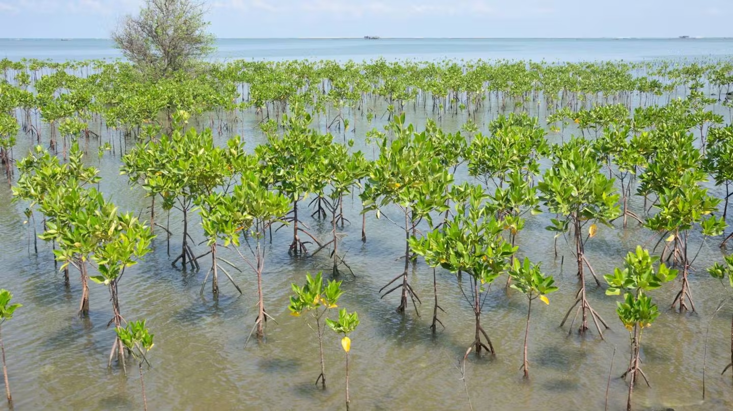 Young mangrove forest at seaside dreamstime.jpeg