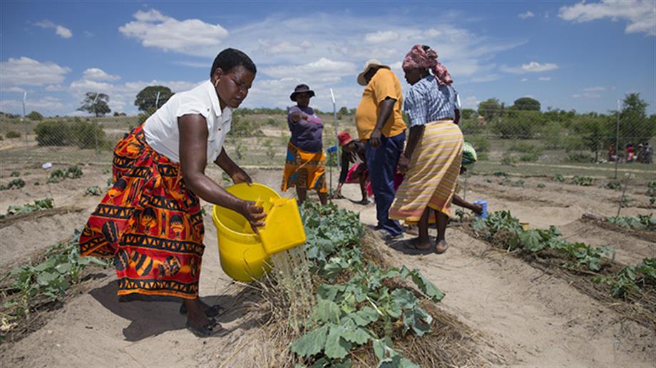 Farmer field school Zimbabwe